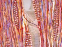 Tangential section